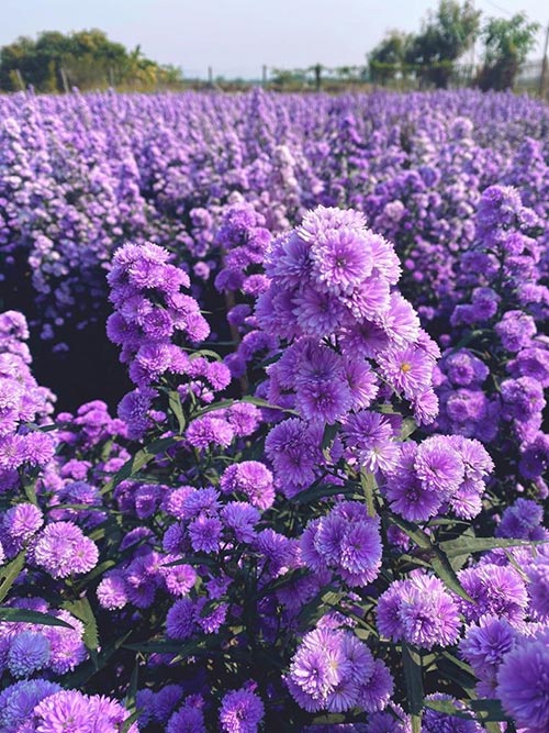 สวนดอกมากาเร็ต เชียงใหม่