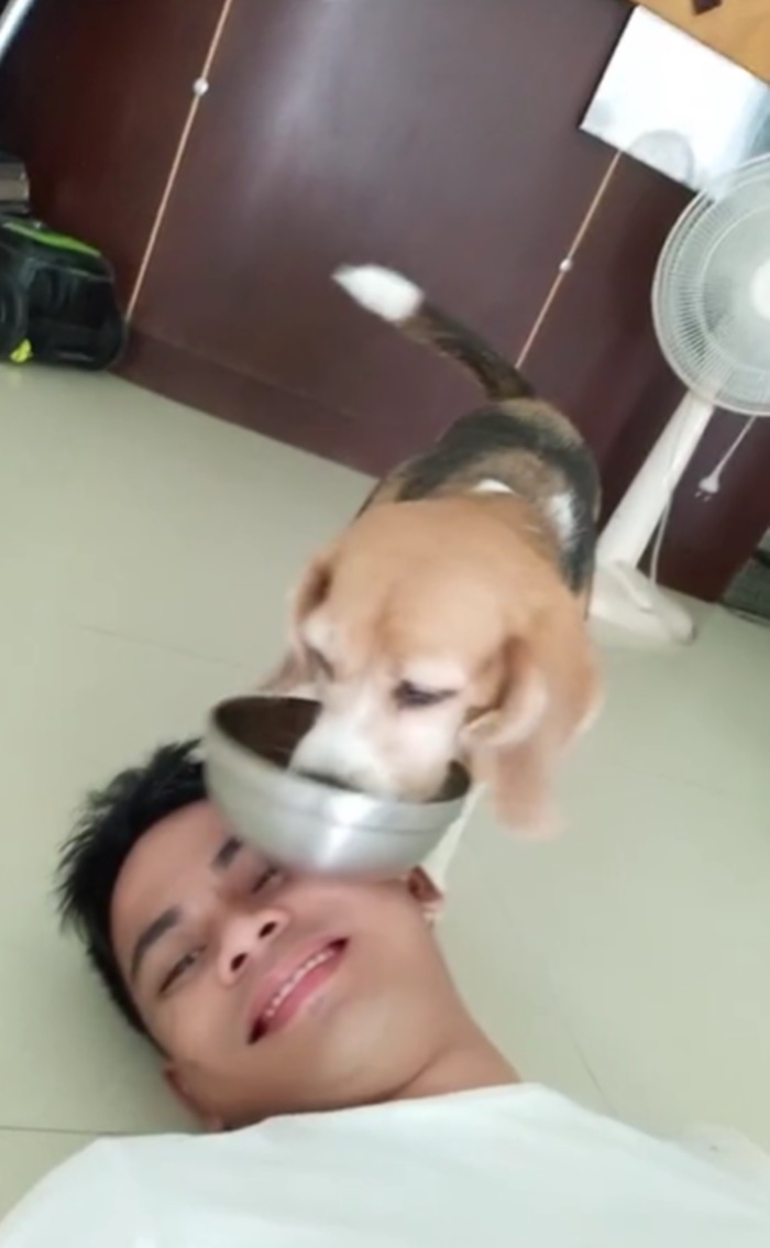 บีเกิล