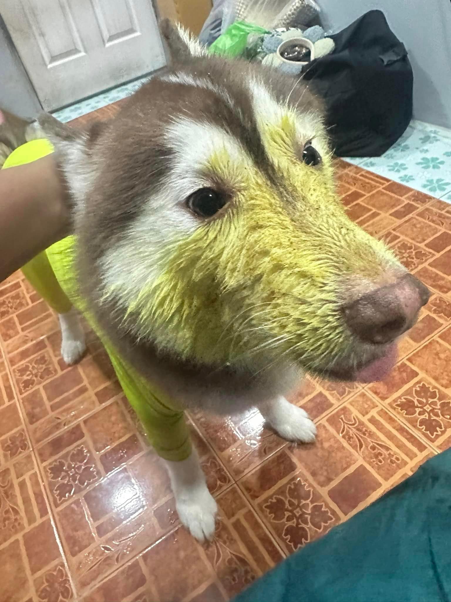 ไซบีเรียนฮัสกี้