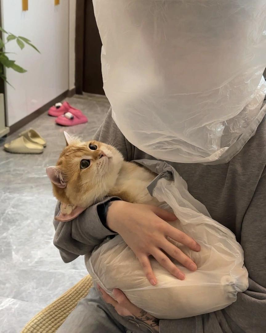 แพ้ขนแมว