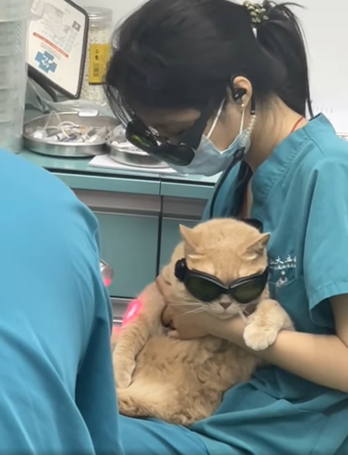 แมวส้ม