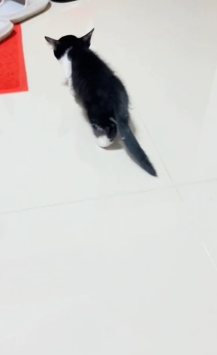 แมวขาหัก