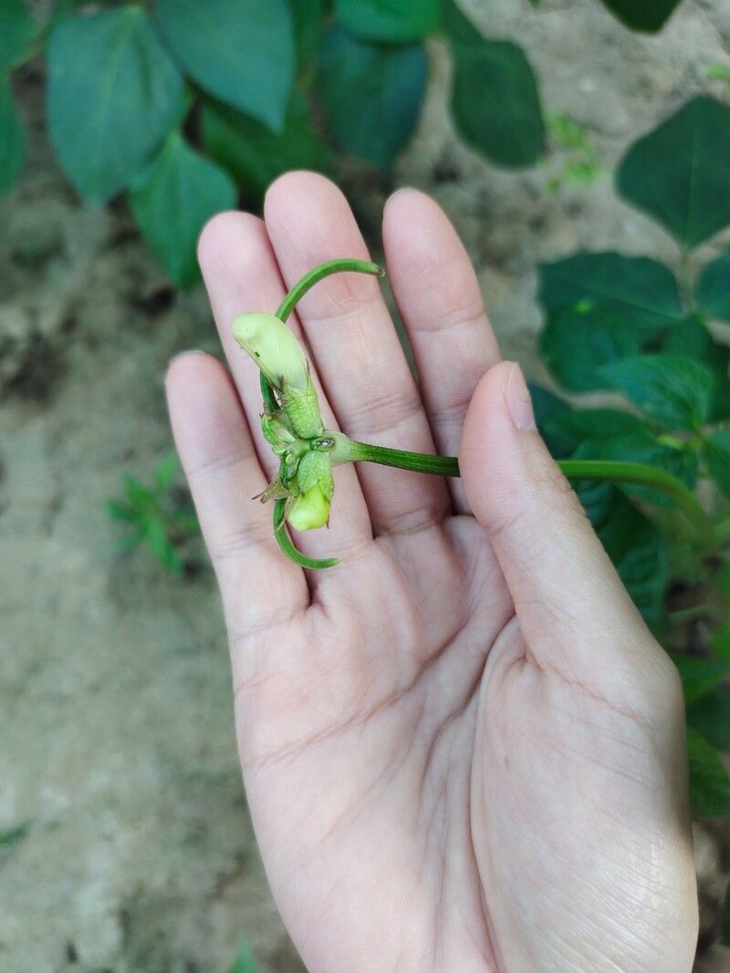 วิธีปลูกถั่วฝักยาว หรือถั่วพุ่ม