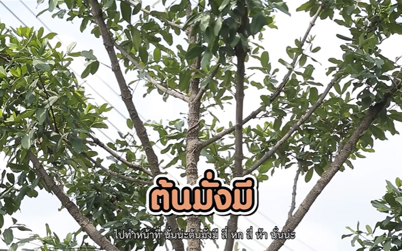 บ้าน ชมพู่ ก่อนบ่าย
