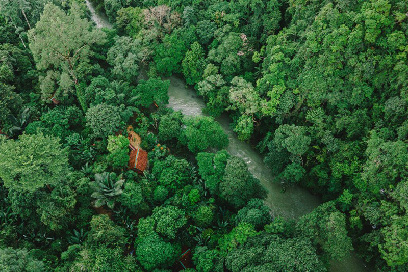 Our Jungle House