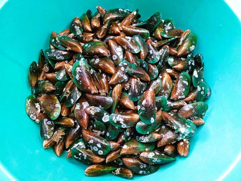 สูตรแกงคั่วหอยแมลงภู่ใบชะพลู
