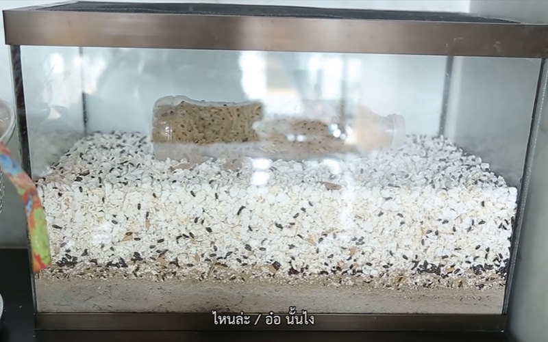 บ้าน ชมพู่ ก่อนบ่าย