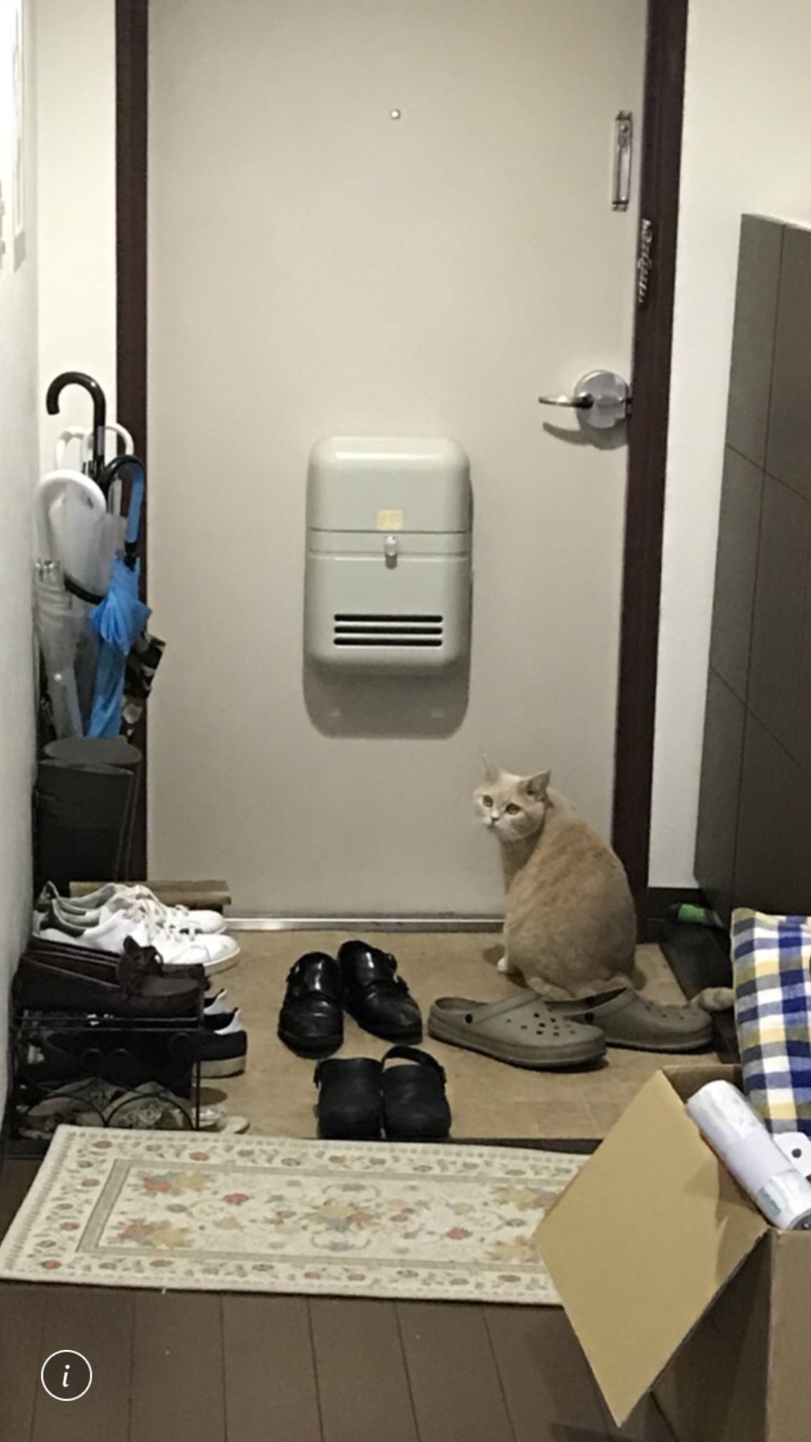 แมวรอเจ้าของ
