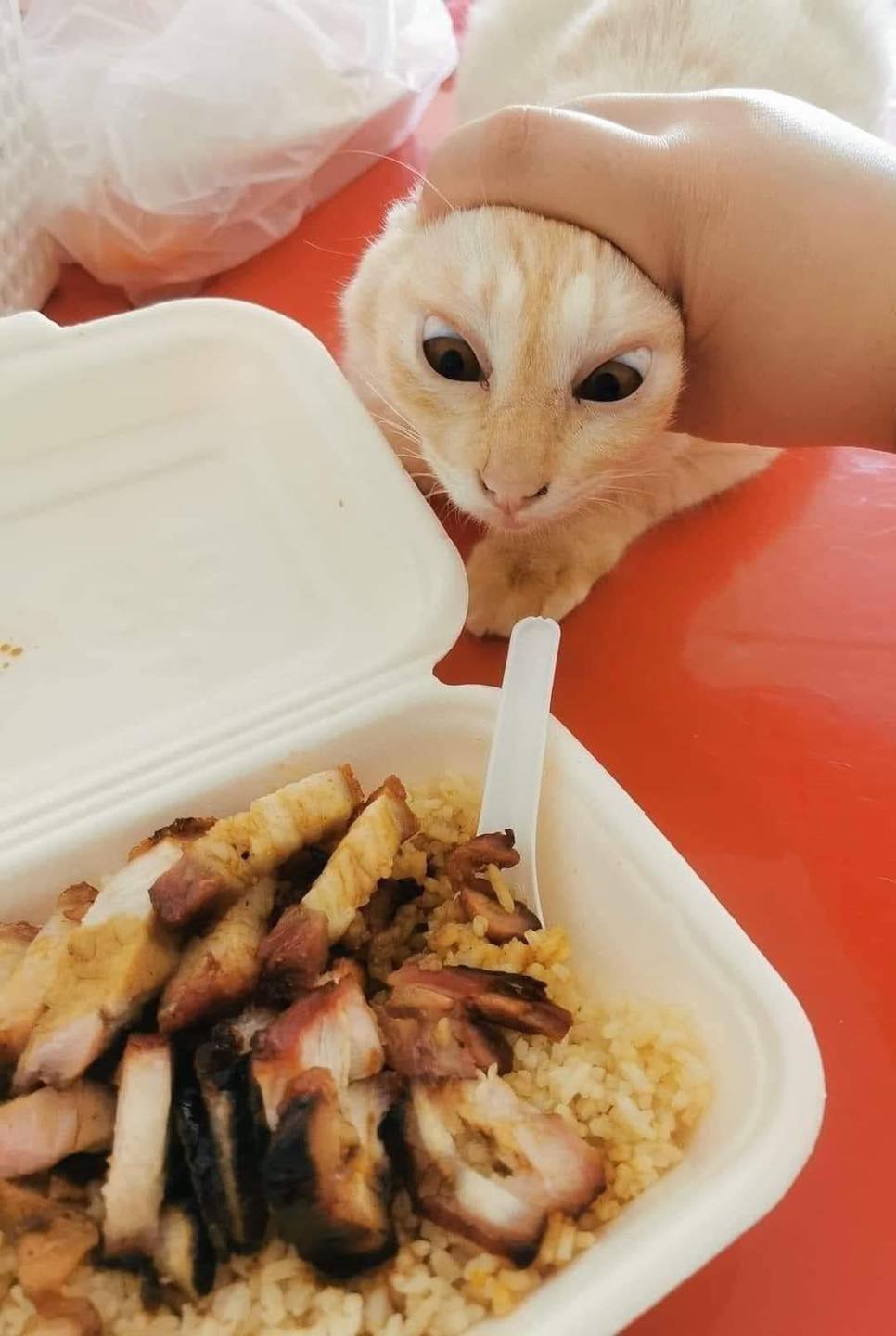 แมวหิว