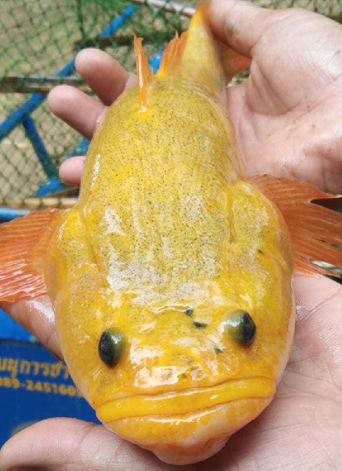 ปลาบู่ทอง
