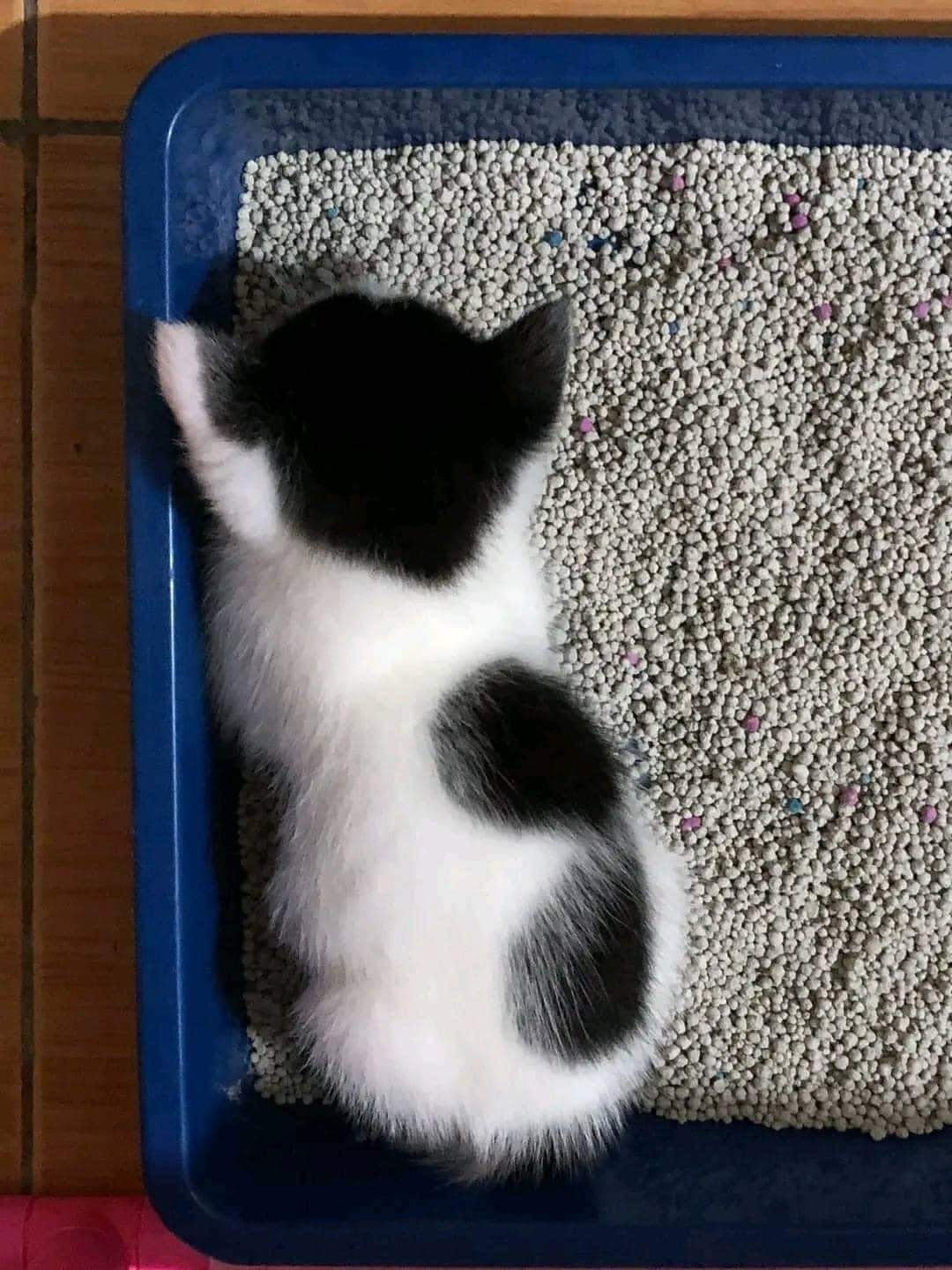 แมวนอน