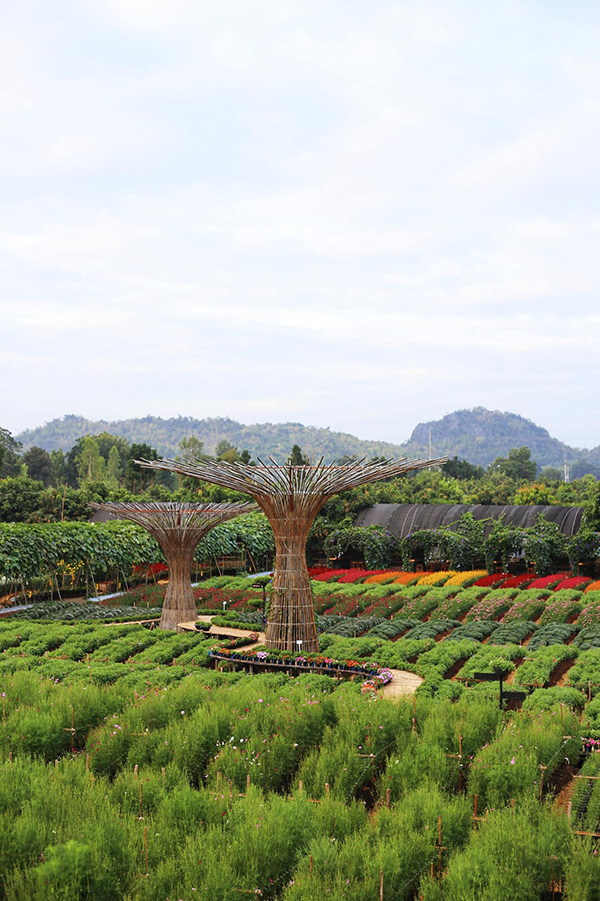 สวนเมเปิ้ล กาญจนบุรี