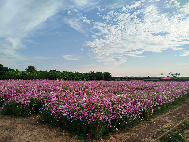 ทุ่งคอสมอส ลพบุรี ไร่สิริยา ไร่นวล-พยอม