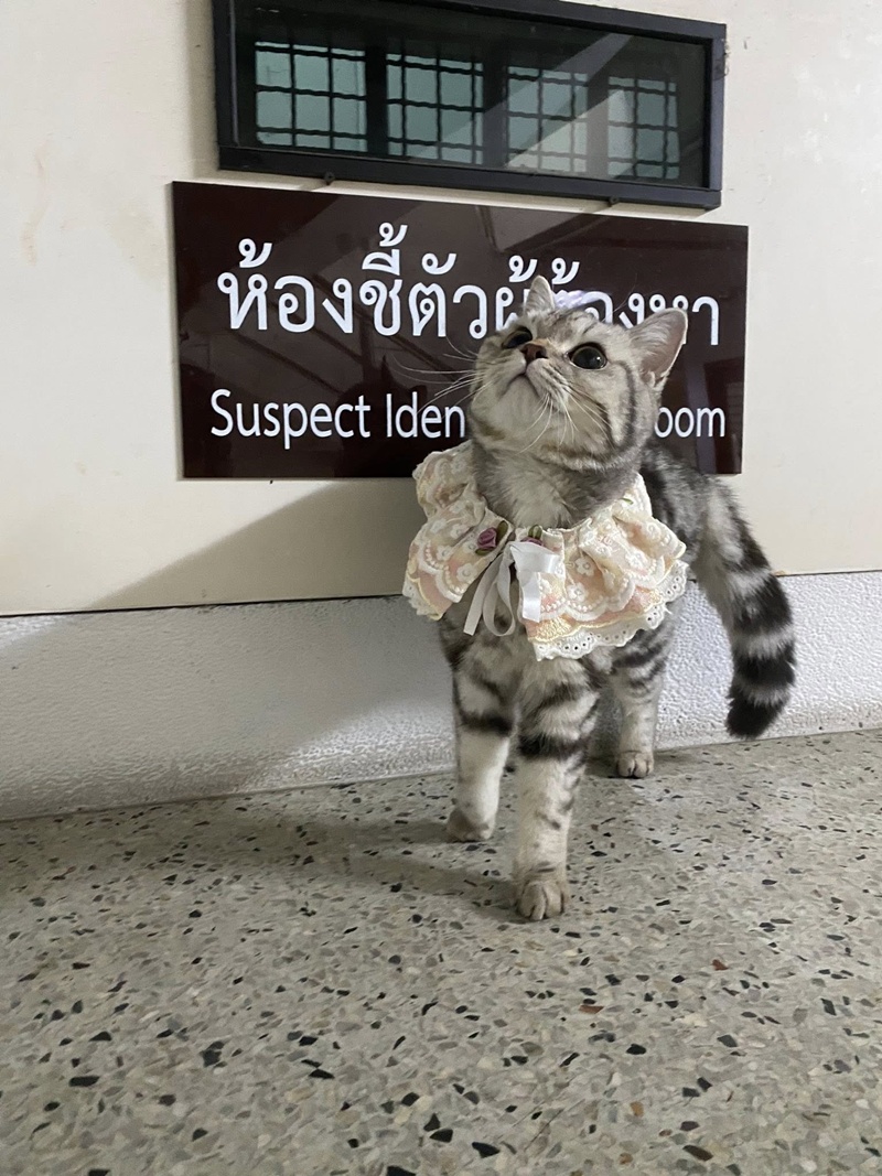 แมวหาย