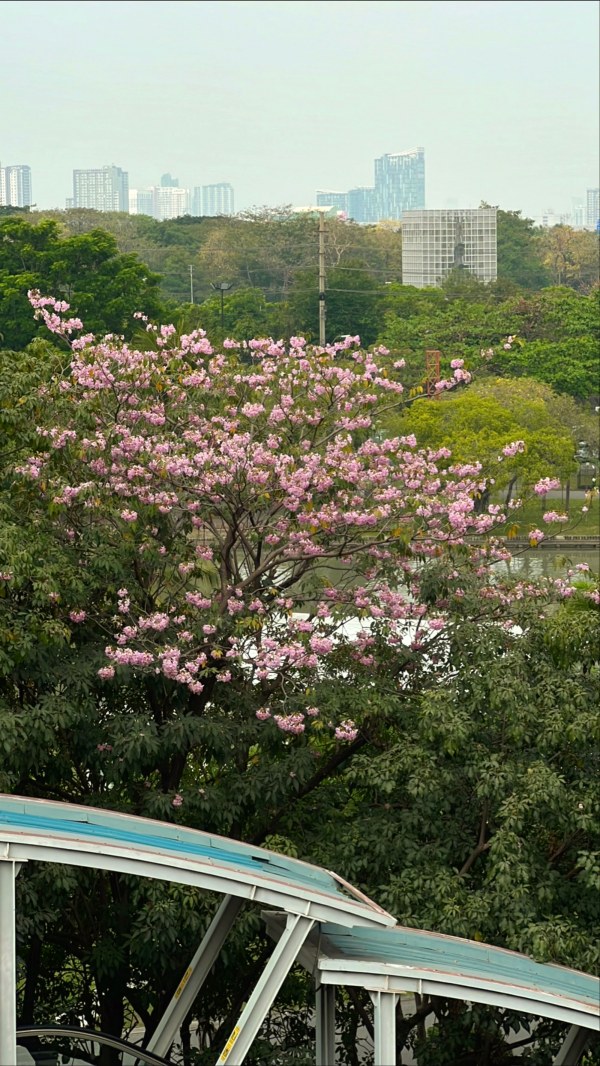 ชมพูพันธุ์ทิพย์บาน สวนจตุจักร
