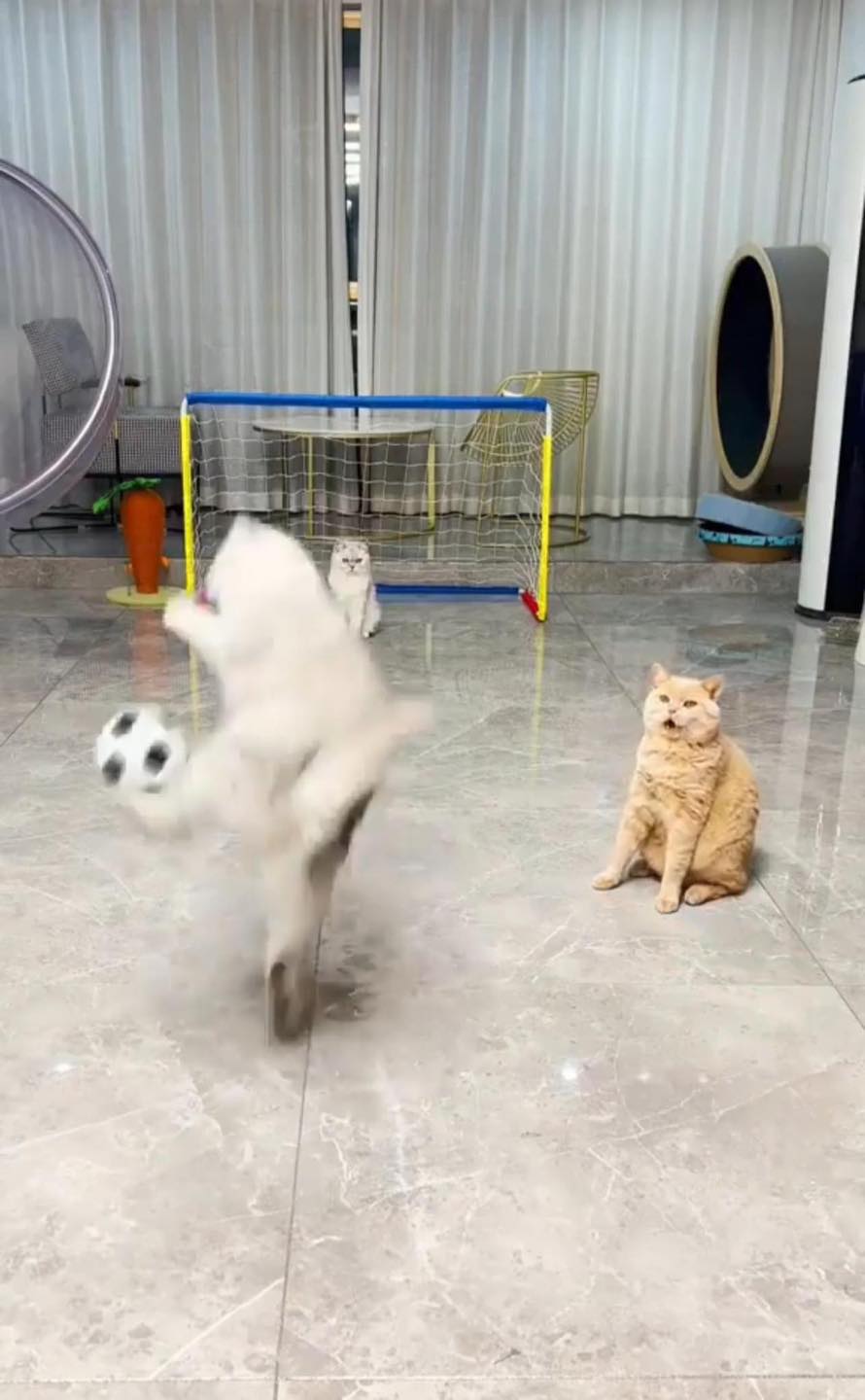 แมวเล่นบอล