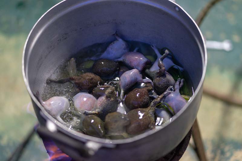 สูตรต้มอึ่งใบมะขามอ่อน