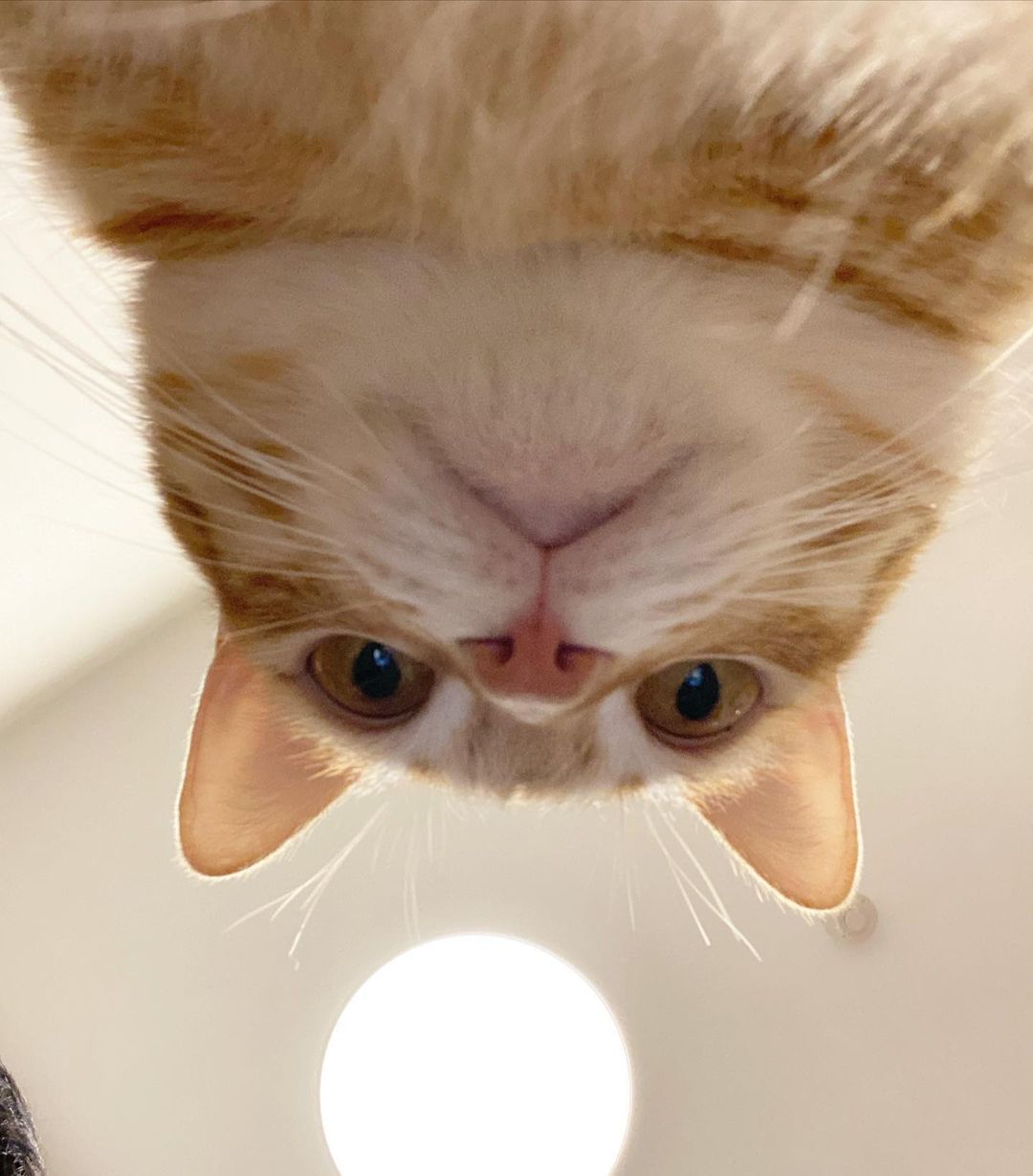 แกล้งแมว