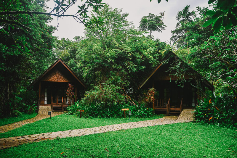Our Jungle House
