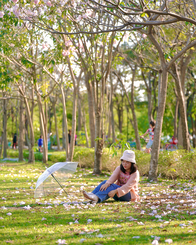 ทุ่งดอกไม้ สวนรถไฟ