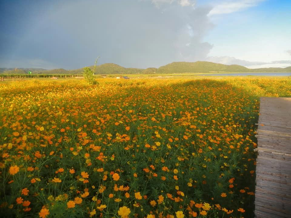 ทุ่งดอกไม้สุพรรณบุรี