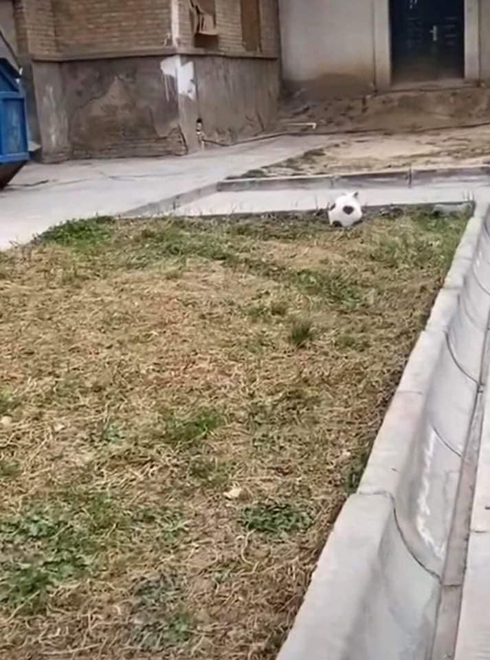 ลูกฟุตบอล