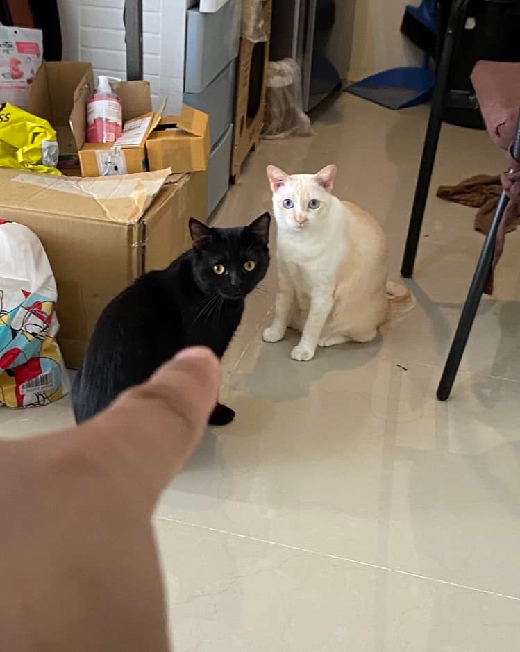 ขโมยอาหาร