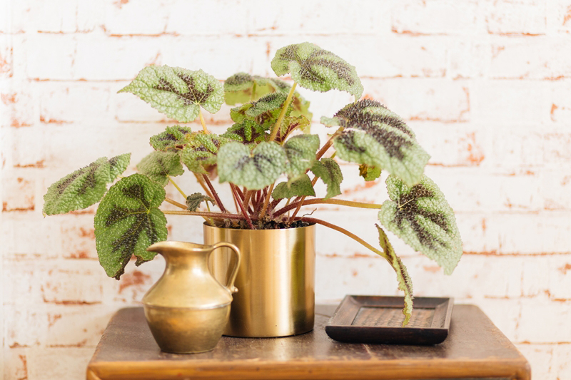 Iron Cross Begonia