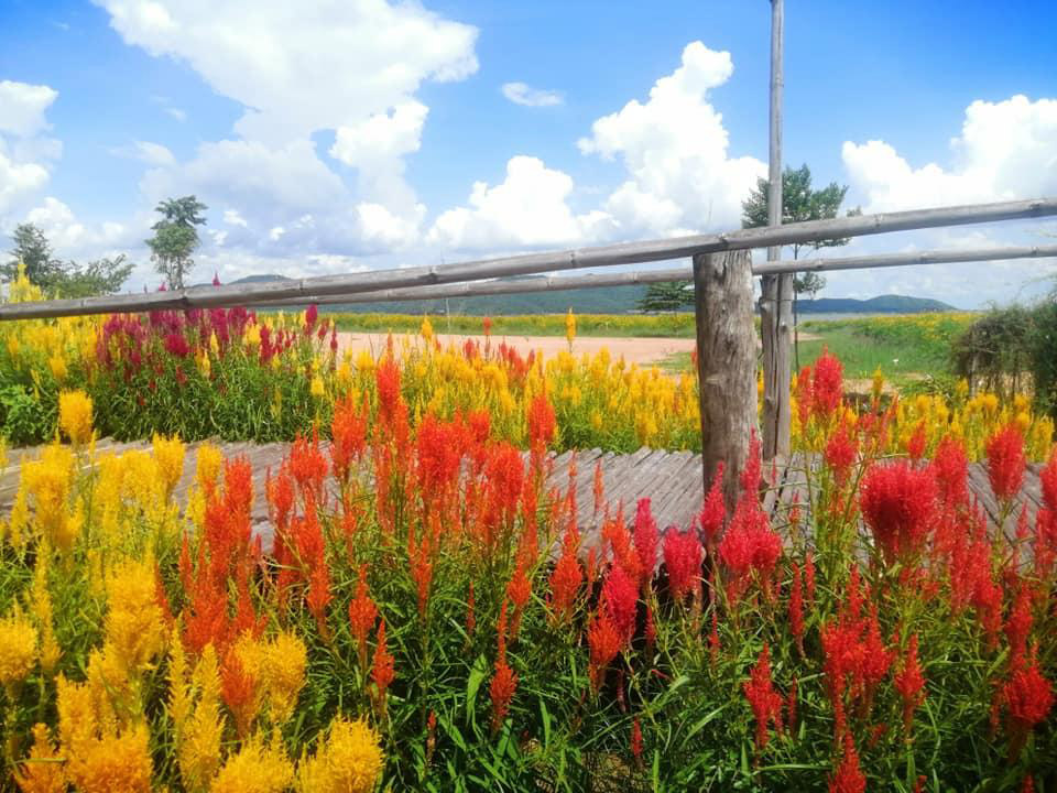 ทุ่งดอกไม้สุพรรณบุรี
