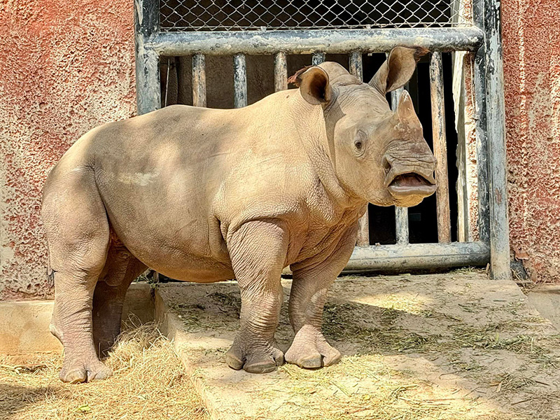 แรดขาว ชื่อน้องท็อป ที่โซนสัตว์แอฟริกา สวนสัตว์เปิดเขาเขียว