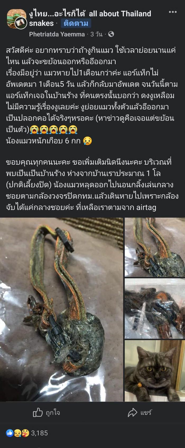 งูเขมือบแมว