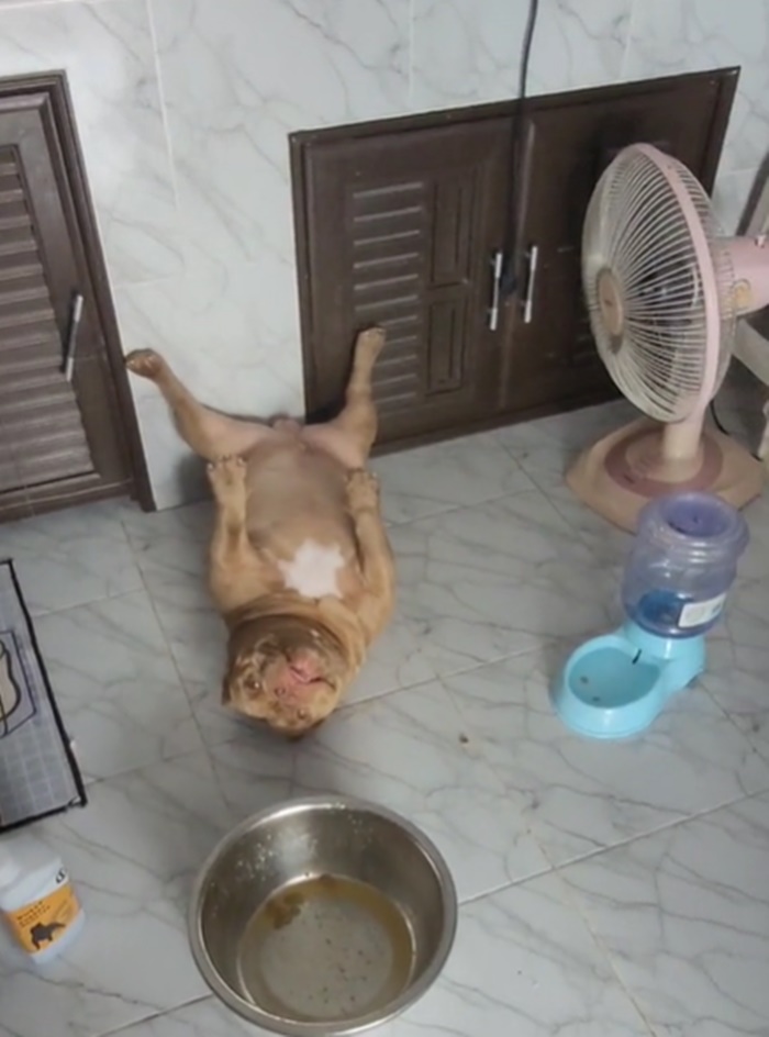หมากินข้าว