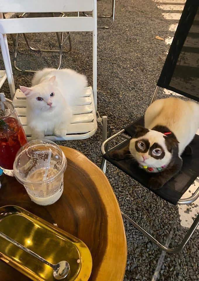 แมวน่ารัก