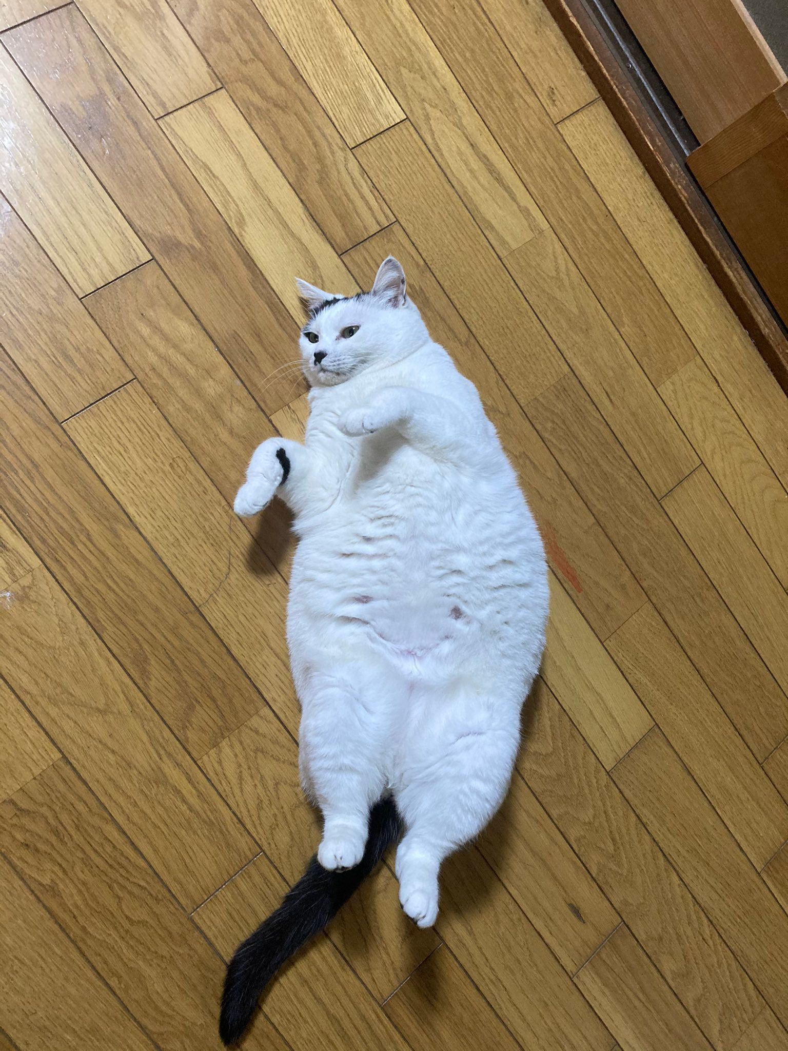 แมวนอน