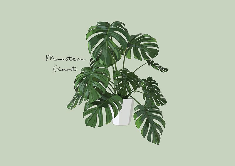 มอนสเตอร่า เดลิซิโอซ่า (Monstera Deliciosa)