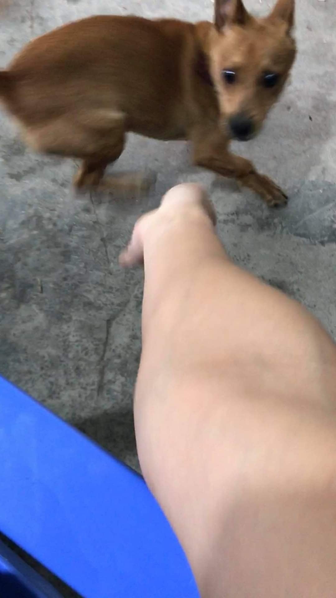 เล่นกับหมา