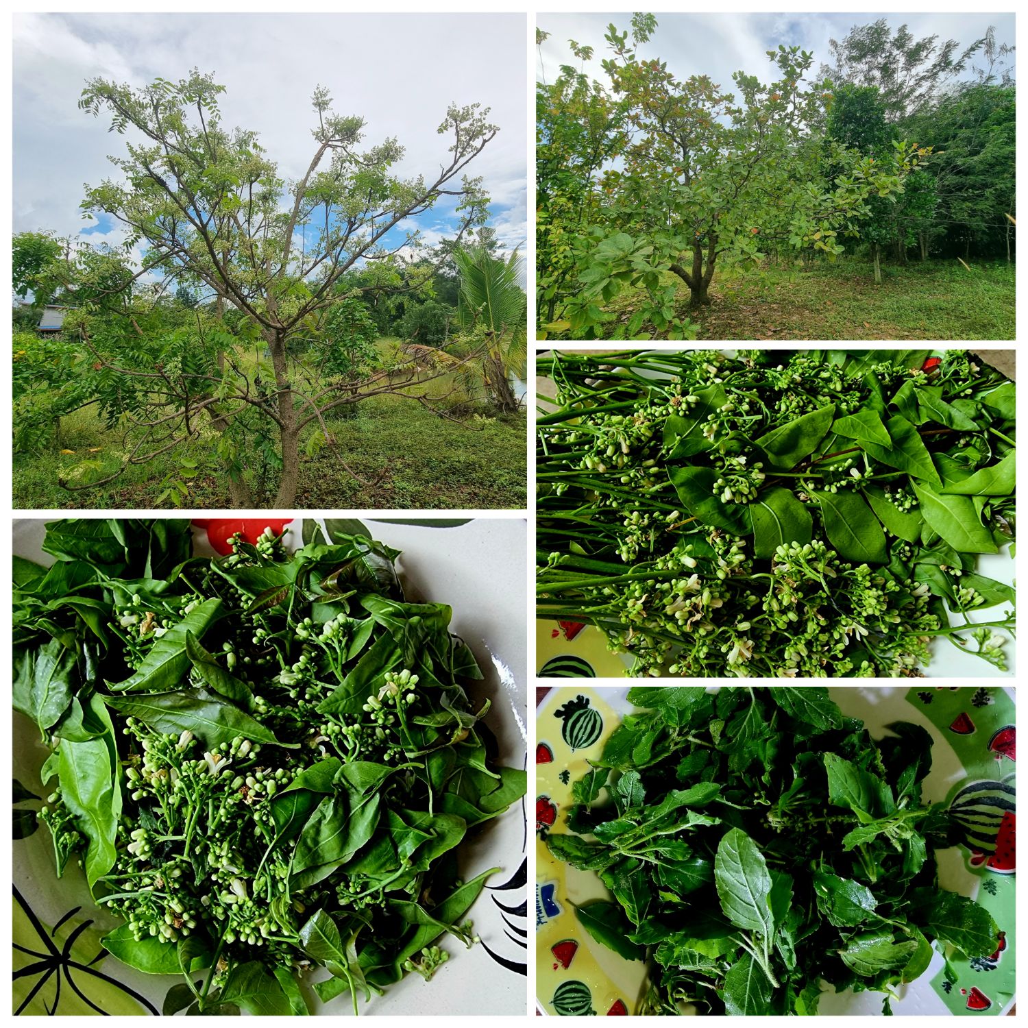 ผัดสะเดา