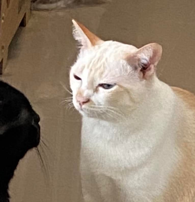 ขโมยอาหาร