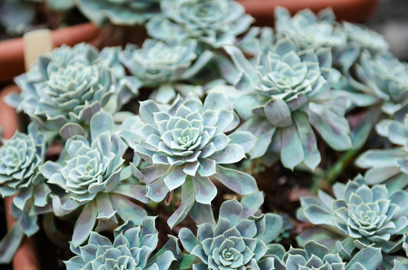 กุหลาบหิน Echeveria Azulita