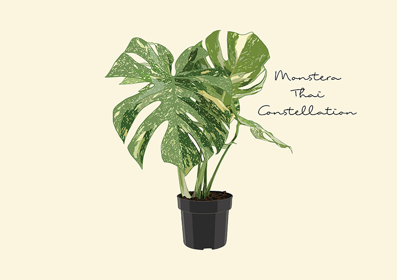 มอนสเตอร่า บอร์สิเจียน่าอัลโบ (Monstera Borsigiana Albo) 