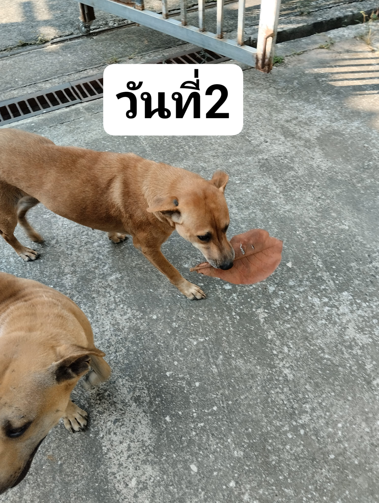 คาบใบไม้