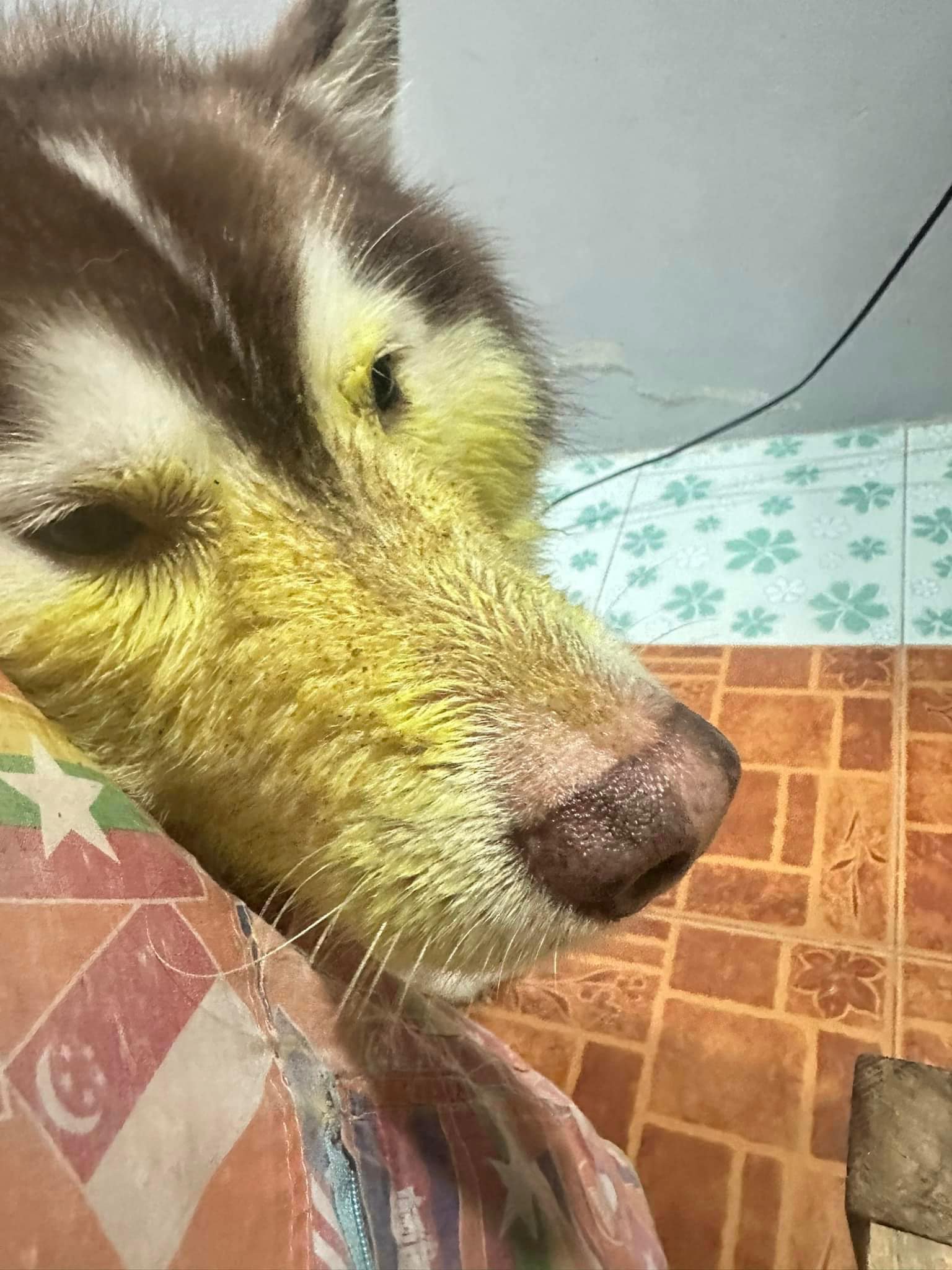 ไซบีเรียนฮัสกี้