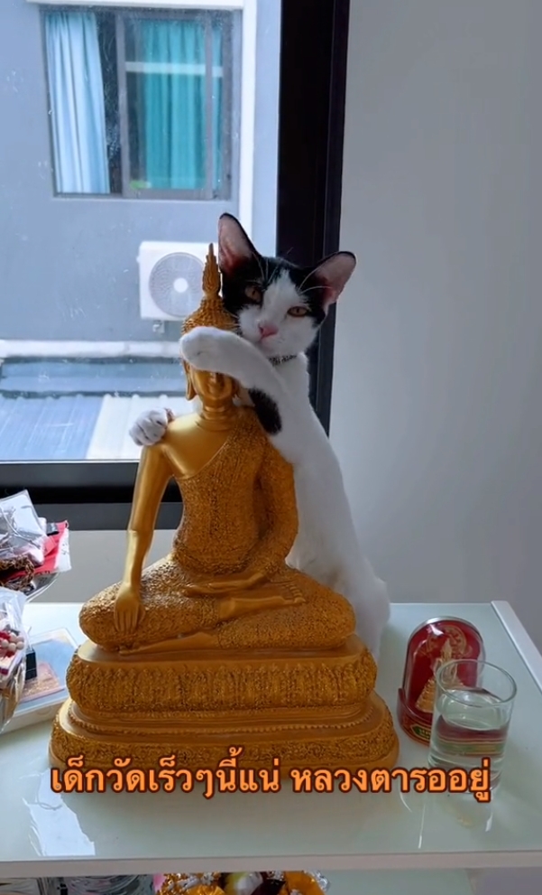 แมวซน