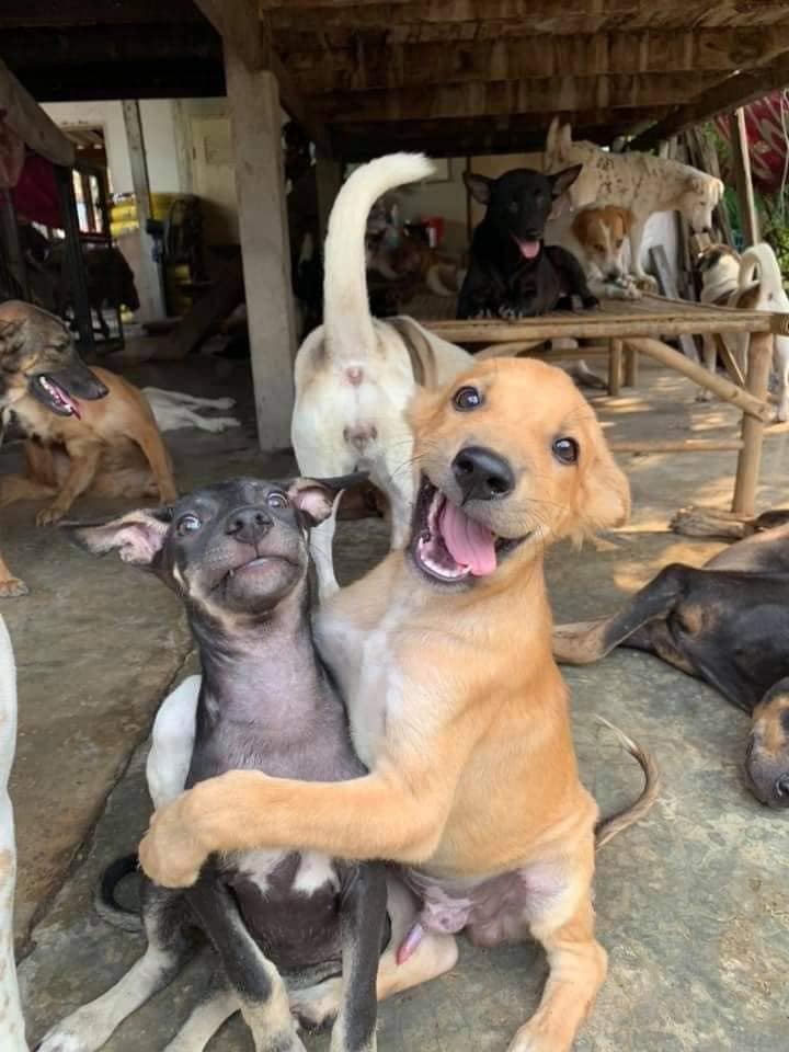 ลูกหมา