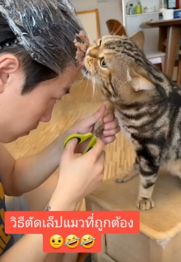 ตัดเล็บแมว