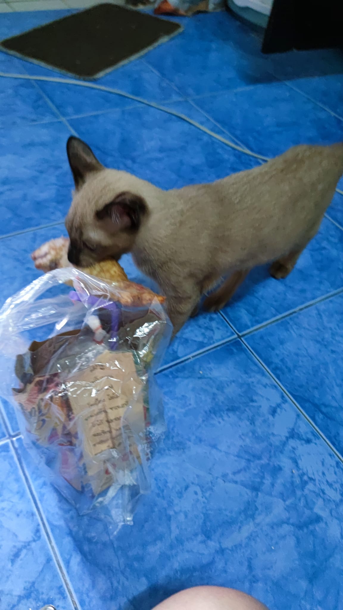 ตุ๊กตาปลาทู