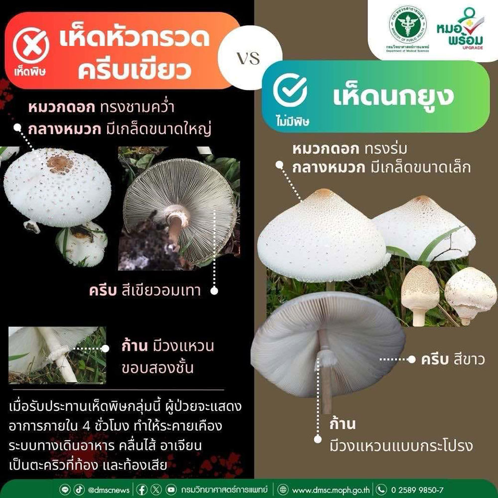 เห็ดหัวกรวดครีบเขียว