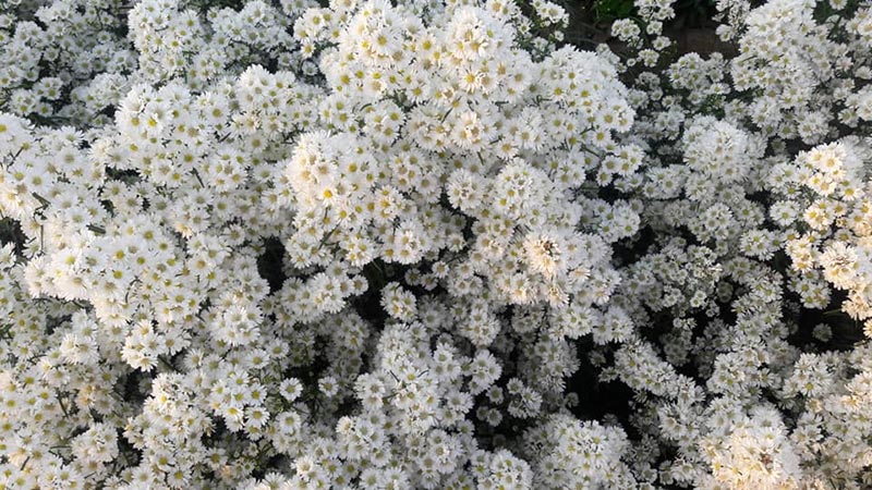 สวนดอกมากาเร็ต เชียงใหม่