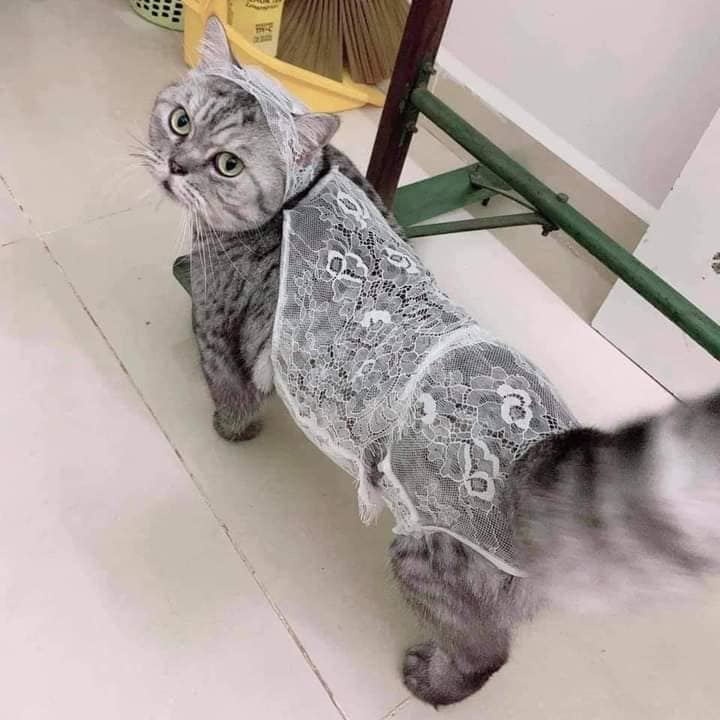 ชุดนอนไม่ได้นอน