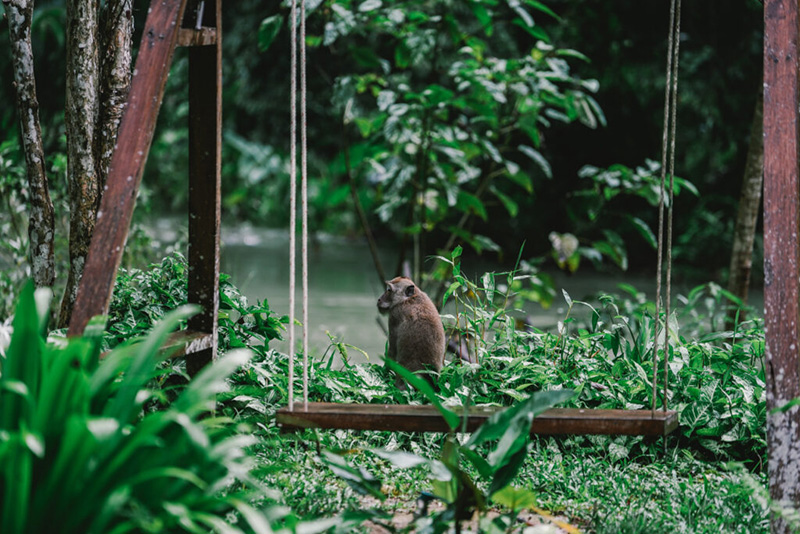 Our Jungle House
